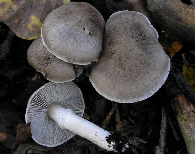 Tricholoma cingulatum